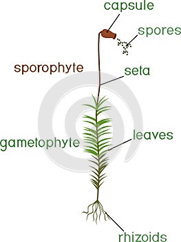 Moss life cycle. Diagram of life cycle of Common haircap moss Polytrichum commune photo