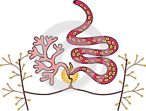 Structure of female reproductive system of Sheep liver fluke Fasciola hepatica