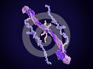 Structure of a  fibrinogen molecule