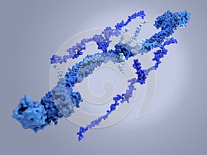 Structure of a fibrinogen molecule