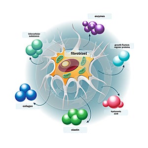 Structure of fibroblast cells