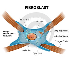 Structure of fibroblast cells