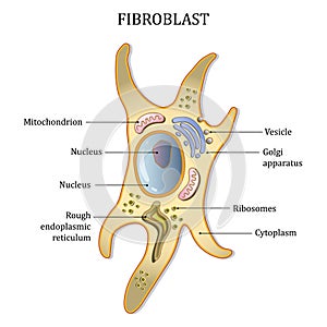 Fibroblast cell structure. Connective tissue cell. Vector illustration