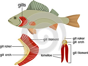 Structure of Fish gills . Educational material with for biology lesson