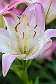 structure of the flower organ close-up macro, pistils and stamens on the example of a Lily