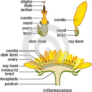 Structure of flower of sunflower in cross section. Structure of ray zygomorphic and actinomorphic disk flowers from inflorescence photo