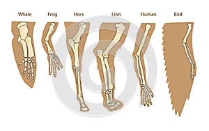 Structure Forelimb Of Mammals. Human Arm. Lion Forelimb. Whale Front Flipper. Bird Wing.