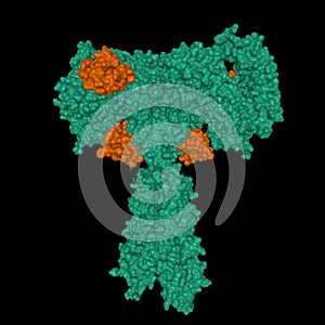 Structure of full-length insulin receptor green bound to four insulin molecules brown