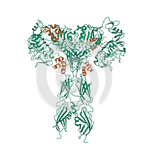 Structure of full-length insulin receptor green bound to four insulin molecules brown