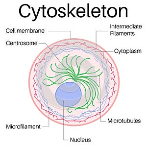 Structure and Function of Cytoskeleton.