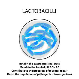 Structure and function of the Lactobacillus. Infographics. Vector illustration on isolated background. photo