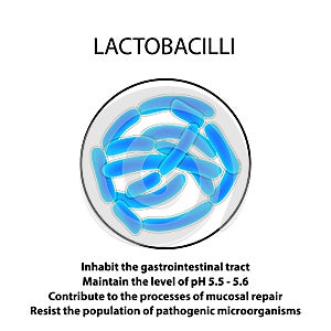 Structure and function of the Lactobacillus. Infographics. Vector illustration on isolated background.