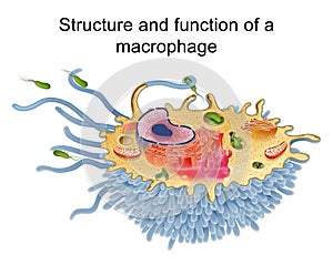 Structure and function of a macrophage