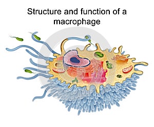 Structure and function of a macrophage photo