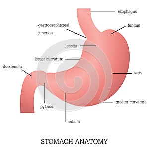 Structure and function of Stomach Anatomy system.