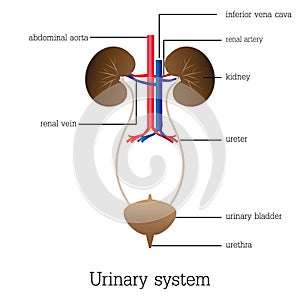 Structure and function of urinary system.