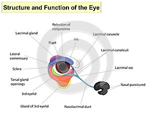 Structure and functions of the eye. The main parts that make up For basic medical education.