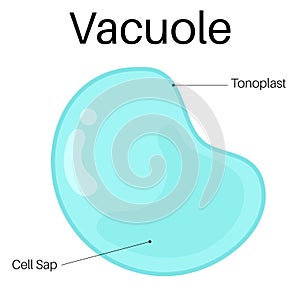Structure and Functions of vacuole.