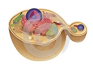 Structure of fungus cell