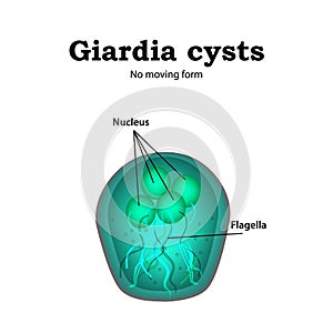 The structure of Giardia cysts. Vector illustration on isolated background