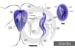 The structure of Giardia lamblia of Cyst and Trophozoite. Giardiasis
