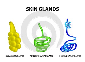 The structure of the glands of the skin. sebaceous, Eccrine sweat, Apocrine sweat. Set. Infographics. Vector illustration