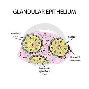 The structure of the glandular epithelium. Infographics. Vector illustration on background photo