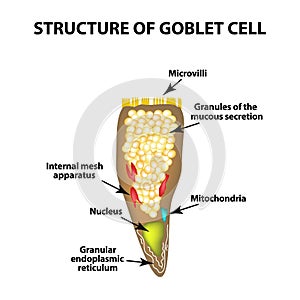 Structure Goblet cells of the intestine. Infographics. Vector illustration on isolated background