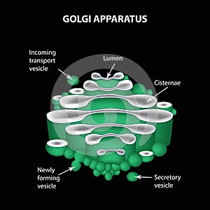 The structure of the Golgi apparatus. Infographics. Vector illus photo