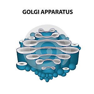 The structure of the Golgi apparatus. Infographics. Vector illustration on isolated background photo