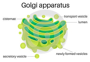 Structure of Golgi Apparatus photo