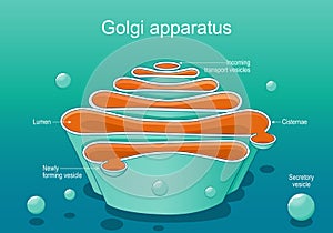 Structure of a Golgi complex. Close-up of Golgi apparatus anatomy photo