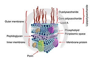 Structure of Gram-negative bacteria cell wall