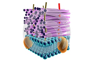 Structure of Gram-positive bacteria cell wall