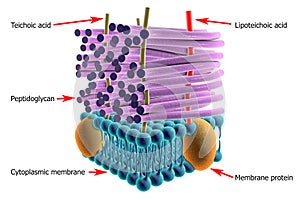 Structure of Gram-positive bacteria cell wall photo