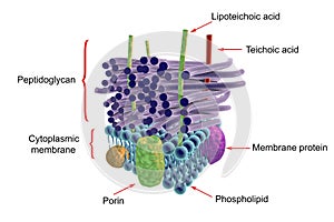 Structure of Gram-positive bacteria cell wall photo