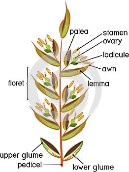 Structure of grass spikelet. Diagram of portion of grass inflorescence
