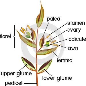 Structure of grass spikelet. Diagram of portion of grass inflorescence