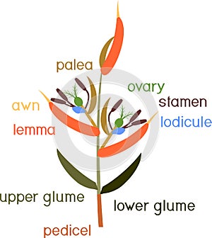 Structure of grass spikelet. Diagram of portion of grass inflorescence