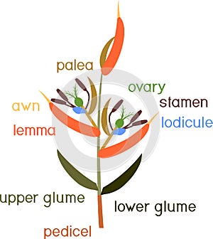 Structure of grass spikelet. Diagram of portion of grass inflorescence