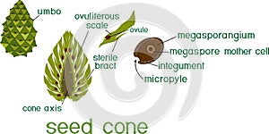 Structure of green female seed cone and megasporangium of pine with titles