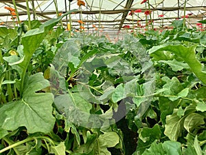 Structure of green house roof with colorful flowers of gerbera daisy on nature green garden background.