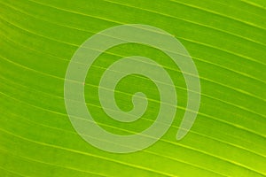Structure of green leaf