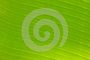 Structure of green leaf