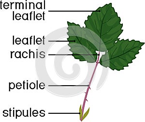 Structure of green leaf of plant. Compound leaf of blackberry plant