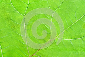 Structure of green leave natural background
