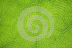 The structure of a green tree leaf as a macro background