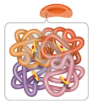 Structure of the haemoglobin hemoglobin molecule
