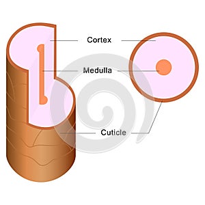 Structure of Hair