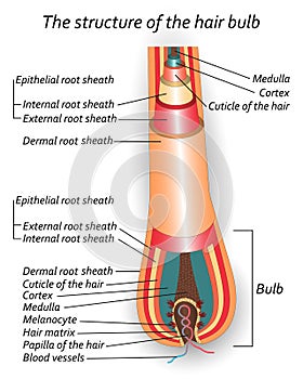 Struktur aus haar die glühbirne anatomisch ausbildung Vektor illustrationen 